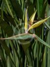 Strelitzia reginae Mandela's Gold