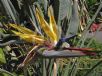 Strelitzia reginae Mandela's Gold