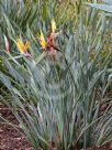 Strelitzia reginae Mandela's Gold