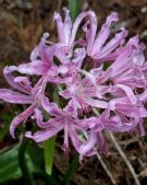 Nerine bowdenii