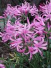 Nerine bowdenii