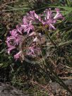 Nerine bowdenii