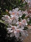 Nerium oleander Souvenir d'August Roger