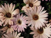 Osteospermum ecklonis Akope