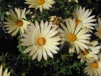 Osteospermum Akream