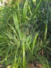 Pandanus odorifer