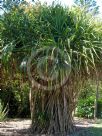 Pandanus odorifer