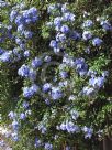 Plumbago auriculata Royal Cape