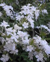 Plumbago auriculata alba