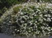 Plumbago auriculata alba