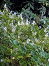 Plectranthus ecklonii Tommy