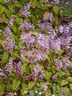 Plectranthus ecklonii Erma