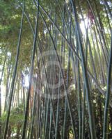 Phyllostachys vivax