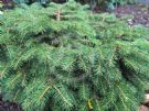 Picea abies Nidiformis