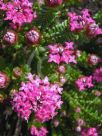 Pimelea ferruginea Bonne Petite