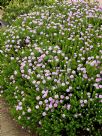 Pimelea ferruginea Bonne Petite