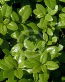 Pittosporum tenuifolium Golf Ball