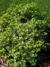 Pittosporum tenuifolium Golf Ball