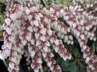 Pieris japonica Dorothy Wyckoff