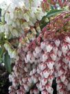 Pieris japonica Dorothy Wyckoff