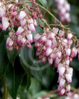 Pieris japonica Christmas Cheer