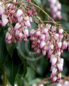 Pieris japonica Christmas Cheer