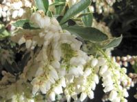 Pieris japonica Variegata