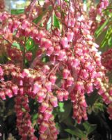 Pieris japonica Valley Valentine