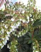 Pieris japonica Sarabande