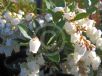 Pieris japonica Temple Bells