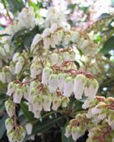 Pieris Forest Flame