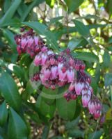 Pieris japonica Shojo