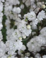 Prunus glandulosa Alba Plena