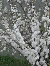 Prunus glandulosa Alba Plena