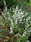 Prunus glandulosa Alba Plena