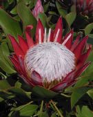 Protea cynaroides Little Prince