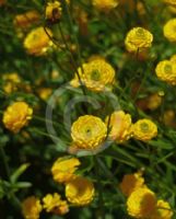 Ranunculus acris Flore Pleno