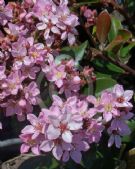 Rhaphiolepis Apple Blossom