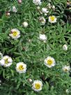 Rhodanthe anthemoides Paper Baby