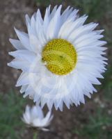 Rhodanthe chlorocephala splendida