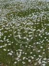 Rhodanthe chlorocephala splendida