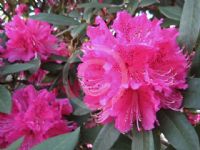 Rhododendron Hardy Hybrid Sir Robert Peel