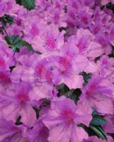 Rhododendron Southern Indica Hybrid Magnifica