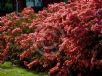 Rhododendron Southern Indica Hybrid Salmonea