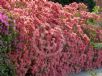 Rhododendron Southern Indica Hybrid Salmonea