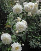 Rosa Noisette Lamarque