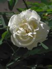 Rosa Noisette Lamarque