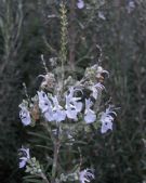 Rosmarinus officinalis albiflorus