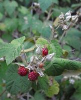 Rubus moluccanus trilobus