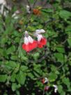 Salvia jamensis Hot Lips